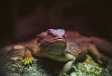 identifier behavior analysis metrics