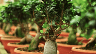 Elevating Commercial and Residential Landscapes With a Large Ficus Bonsai Tree