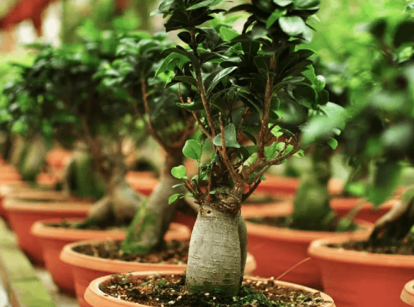 Elevating Commercial and Residential Landscapes With a Large Ficus Bonsai Tree